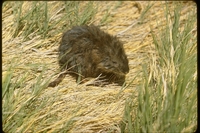 : Ondatra zibethicus; Muskrat