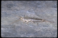 : Lepisma saccharina; Silverfish
