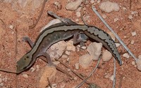 : Diplodactylus pulcher; Beautiful Gecko