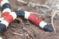 : Micruroides euryxanthus; Sonoran Coral Snake