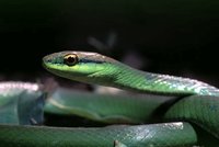 : Philodryas olfersii