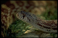 : Pituophis catenifer deserticola; Great Basin Gopher Snake