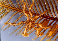 : Tanystylum duospinum; Sea Spider;