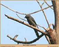 Black-winged Cuckooshrike [Coracina melaschistos]