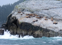 Steller Sea Lions, Chiswell Islands. Copyright Borderland Tours. All rights reserved.