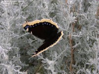 Sørgekåbe (Nymphalis antiopa)