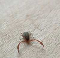 Chelifer cancroides