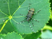 Oplosia cinerea cinerea