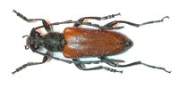 Paracorymbia picticornis