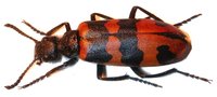 Mylabris abdelkaderi