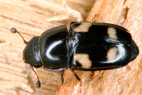 Glischrochilus quadrisignatus