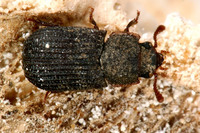 Eledona agricola