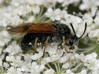 Arge ustulata