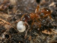 Myrmica ruginodis