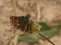 Spialia sertorius - Red Underwing Skipper