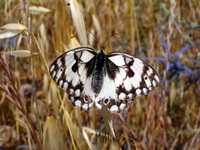 Melanargia titea - Levantine Marbled White