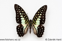 Graphium macfarlanei
