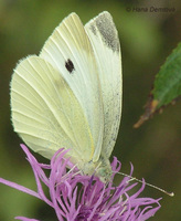 Pieris rapae - Small White