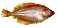 ...eefschnut, Glóssa, Kitrinozageta, Stórkjafta, Limanda salope, Rombo giallo, Glassvar, Smuklica, ...