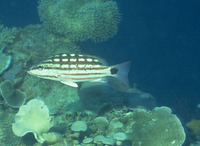 Lutjanus decussatus, Checkered snapper: fisheries, aquarium