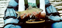 Labeobarbus natalensis, Scaly: gamefish