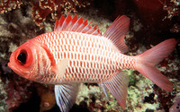 Myripristis hexagona, Doubletooth soldierfish: fisheries