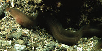 Gymnothorax herrei, :