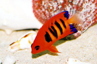 Centropyge loricula, Flame angel: aquarium