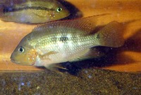 Amphilophus alfari, Pastel cichlid: aquarium