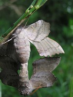 Laothoe populi - Poplar Hawk-moth