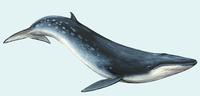 Image of: Balaenoptera edeni (Bryde's whale)