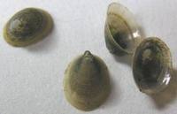 Ancylus fluviatilis - River Limpet