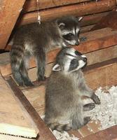 Image of: Procyon lotor (northern raccoon)