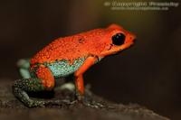 Dendrobates granuliferus - Granular Poison Frog