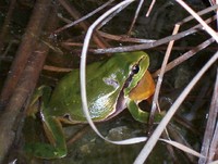 Hyla arborea - European Treefrog