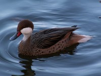 Anas bahamensis - White-cheeked Pintail