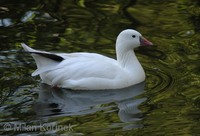 Chen rossii - Ross's Goose