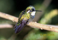 Lampornis castaneoventris - Variable Mountain-gem