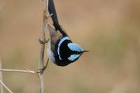 Malurus cyaneus - Superb Fairywren