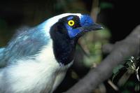 Cyanocorax yncas - Green Jay