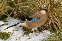 Garrulus glandarius - Jay