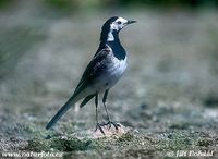 Motacilla alba - White Wagtail