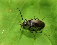 Image of: Alleculidae (comb-clawed beetles)