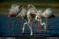 Phoenicopterus roseus - Greater Flamingo