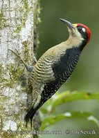Melanerpes pucherani - Black-cheeked Woodpecker