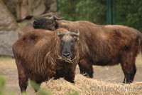 Budorcas taxicolor taxicolor - Mishmi Takin