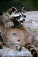 Procyon lotor - Northern Raccoon