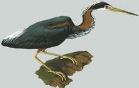 Image of: Agamia agami (Agami heron)