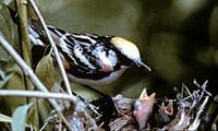 Image of: Dendroica pensylvanica (chestnut-sided warbler)