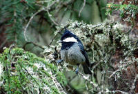 Image of: Parus rubidiventris (rufous-vented tit)